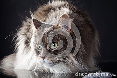 Main coon cat lying Stock Photo