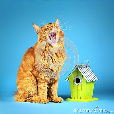 The main coon cat is sitting on a blue background near the green birdhouse and yawning, waiting for the bird Stock Photo