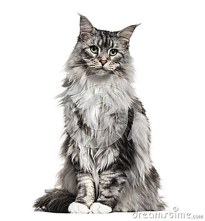 Main coon cat, sitting, isolated Stock Photo
