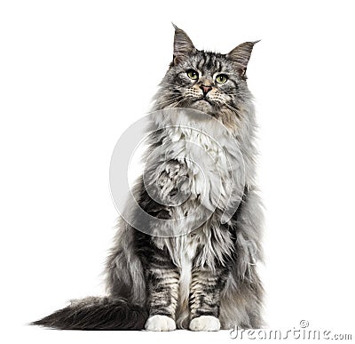 Main coon cat, sitting, isolated Stock Photo