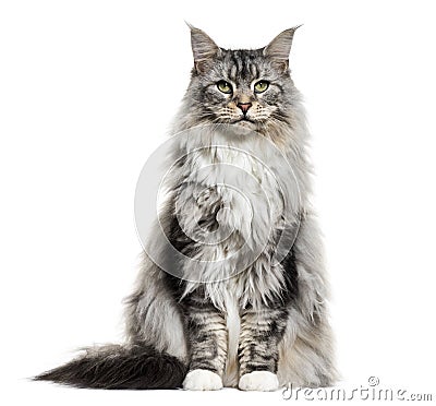 Main coon cat, sitting, isolated Stock Photo