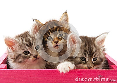 Main coon kittens Stock Photo