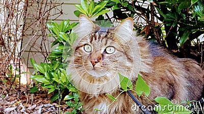 Main Coon in Sunshine Stock Photo