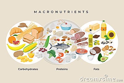 Main food groups - macronutrients. Carbohydrates, fats and proteins in comparison, foods icons in flat design isolated Vector Illustration