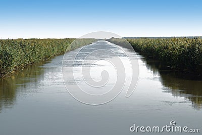 The main irrigation rice fields Stock Photo