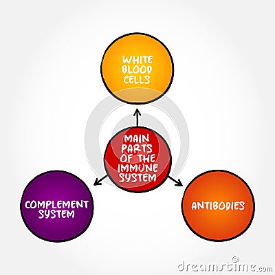 Main parts of the immune system mind map text concept for presentations and reports Stock Photo