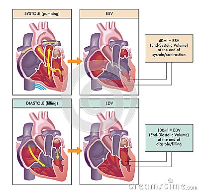 Main phases of the cardiac cycle Vector Illustration