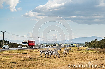 Main road in Kenya full of cars and trucks with a herd of zebras standing just next to it Stock Photo