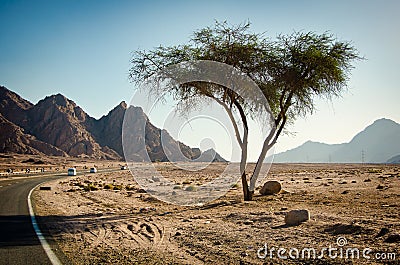 Main road with solo tree in Sinai desert between mountains Stock Photo
