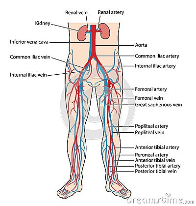 Blood vessels of the lower body Vector Illustration