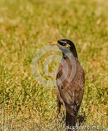 Maina is a medium-sized warbler of the starling family Stock Photo