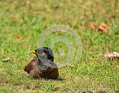 Maina is a medium-sized warbler of the starling family. These are medium sized birds with strong legs Stock Photo