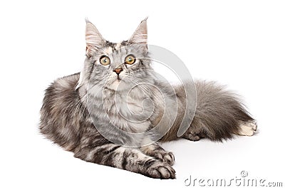 Maine-coon cat Stock Photo