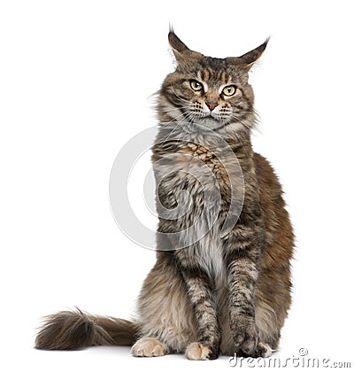 Maine coon cat, 3 years old Stock Photo