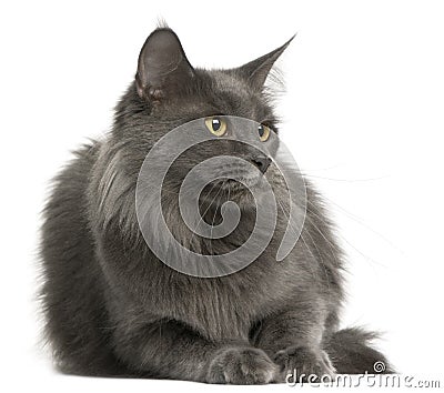 Maine Coon cat, 3 years old Stock Photo