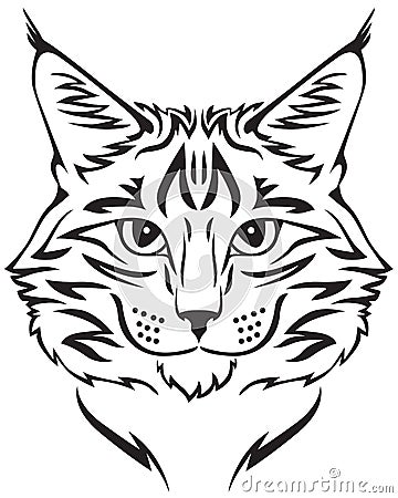 Maine Coon cat Vector Illustration