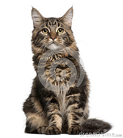 Maine Coon cat, 6 months old, sitting Stock Photo