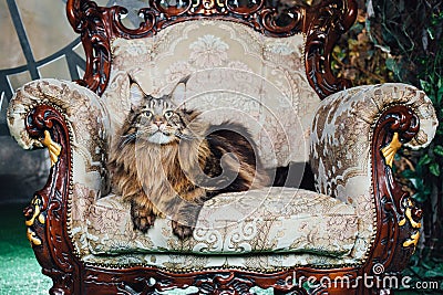 Maine Coon cat on antique chair Stock Photo