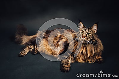 Maine Coon cat on black background Stock Photo