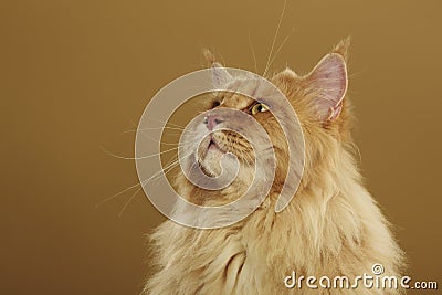 Maine coon cat Stock Photo