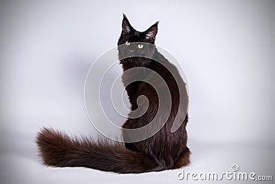 Maine Coon cat on colored backgrounds Stock Photo