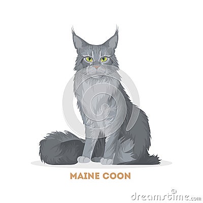 Maine coon cat. Vector Illustration