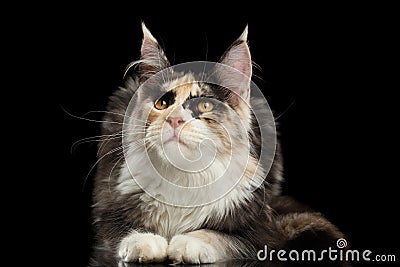 Maine Coon Cat Lying, Curious Looking up, Black Stock Photo