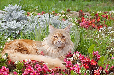 Maine Coon cat lying on flowerbed Stock Photo