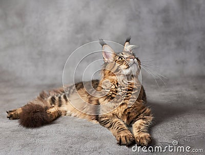Maine coon cat Stock Photo
