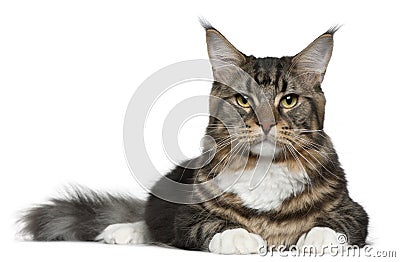 Maine Coon cat, 9 months old Stock Photo