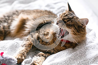 Maine coon cat playing with mouse toy and yawning on white bed in sunny stylish room. Cute cat with green eyes lying and playing Stock Photo