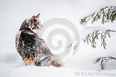 Maine Coon cat polychrome sits on the snow in forest in winte Stock Photo