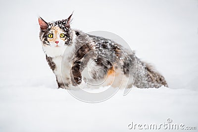 Maine Coon cat polychrome sits on the snow in forest in winte Stock Photo