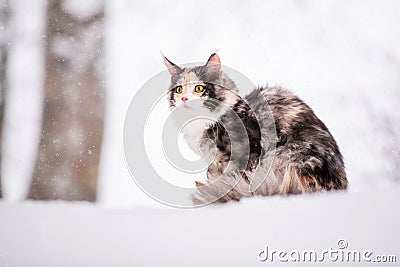 Maine Coon cat polychrome climbs a tree in winter in snowy forest Stock Photo