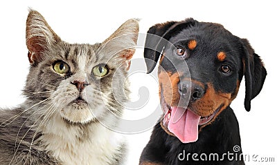 Maine coon cat and puppy rottweiler Stock Photo
