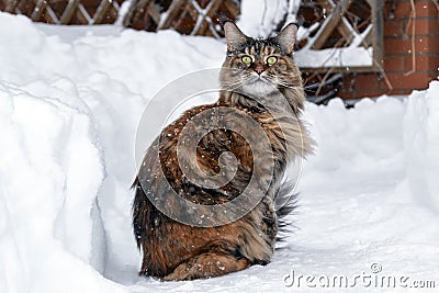 Maine Coon cat sits on snowy frozen path Stock Photo