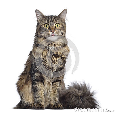 Maine coon cat, sitting and facing, isolated Stock Photo