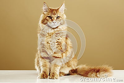 Maine coon cat Stock Photo