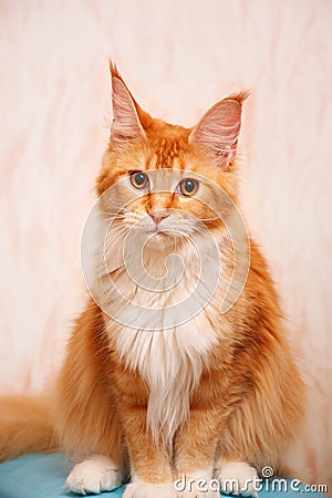 Maine Coon cat is sitting and looking at the camera. Cat color Red ticked with white Stock Photo