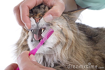 Maine coon cat and toothbrush Stock Photo