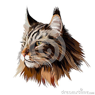 Maine Coon face portrait from multicolored paints. Splash of watercolor, colored drawing, realistic cat Vector Illustration