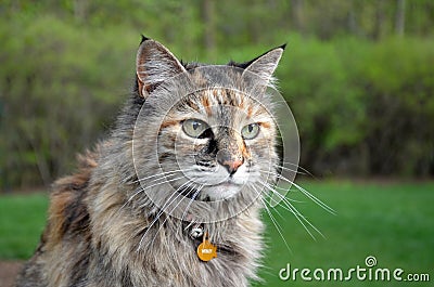 Ð¡at Maine Coon in garden Stock Photo