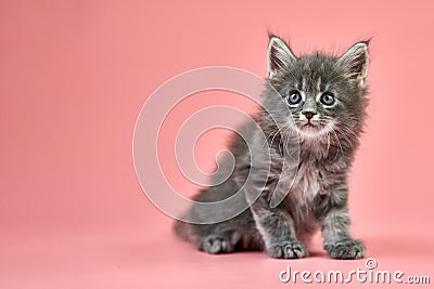 Maine coon kitten Stock Photo