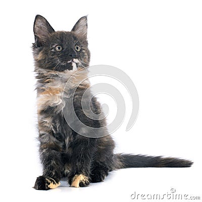 Maine coon kitten Stock Photo