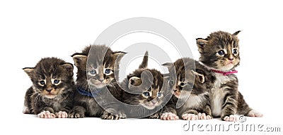 Maine coon kitten in a row Stock Photo