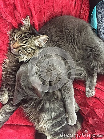 Maine coon kitten sleeping with playmate Stock Photo