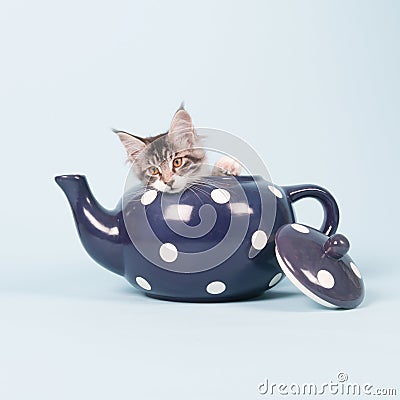 Maine coon kitten in tea pot Stock Photo