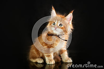 Maine Coon kittens, beautiful photos of cats in the studio Stock Photo