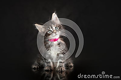 Maine Coon kittens, beautiful photos of cats in the studio Stock Photo