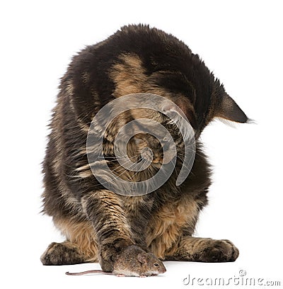 Maine Coon looking at wild mouse, 7 months old Stock Photo